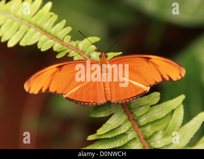Flambeau Butterfly aka Julia farfalla o Julia Heliconian, Dryas julia, America Centrale e del Sud Foto Stock