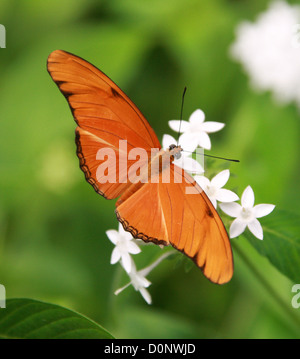 Flambeau Butterfly aka Julia farfalla o Julia Heliconian, Dryas julia, America Centrale e del Sud Foto Stock