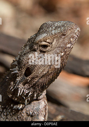 In prossimità della faccia dell Australia orientale drago barbuto lucertola - Pogona barbata Foto Stock