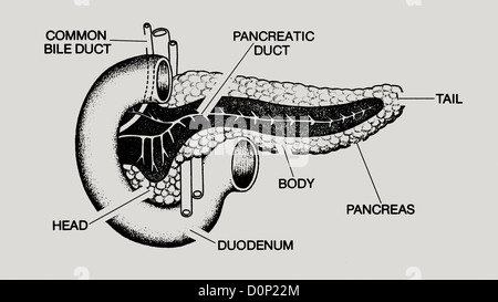 Un disegno che illustra il funzionamento interno del pancreas e la sua relazione con il duodeno. Foto Stock