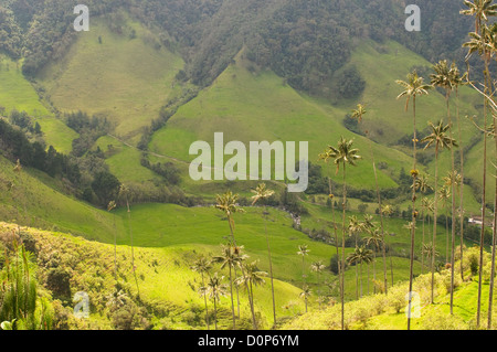 Vax palme di Cocora Valley, colombia Foto Stock