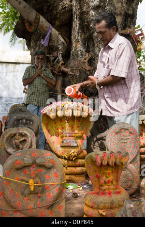 Adorando Naga idoli nel tempio Kachabeswarar in Kanchipuram, Tamil Nadu ,India Foto Stock