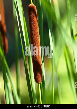 Erba reed con foglie nello stagno lago Foto Stock