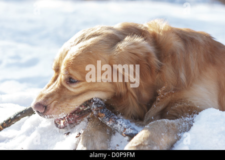 Ritratto il Retriever rode stick Foto Stock