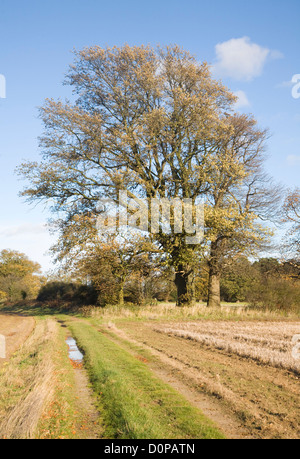 Quercus robur quercia autunno in piedi in campo, Shottisham, Suffolk, Inghilterra Foto Stock