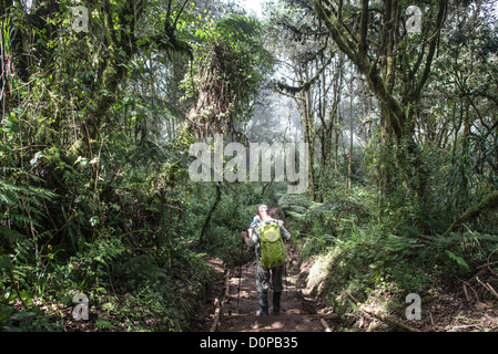 MONTE KILIMANJARO, Tanzania: Un gruppo di escursionisti sul ripido sentiero che scende attraverso la foresta dal campo di Mweka alla porta di Mweka alla fine di una spedizione che sale sul monte Kilimanjaro. Foto Stock