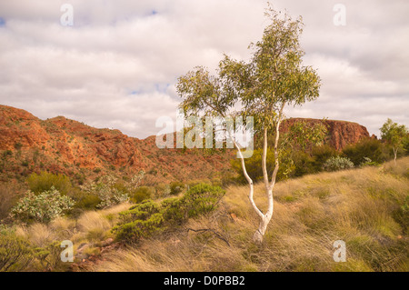 Scogliere e ghost gomme in Trephina Gorge in Oriente MacDonnell Ranges vicino a Alice Springs Foto Stock