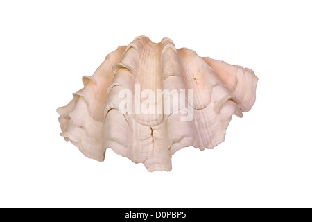 Close-up di una conchiglia di mare Foto Stock