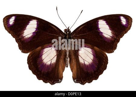 Specie di farfalle Hypolimnas maschio misippus 'Danaid Eggfly' Foto Stock