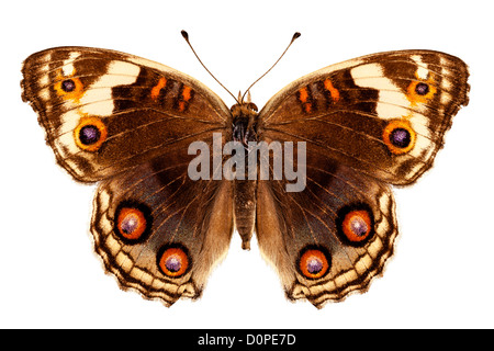 Specie di farfalle Junonia orithya 'Eyed Pansy' Foto Stock