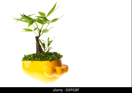 Pot pianta di Pachira aquatica isolato su bianco Foto Stock