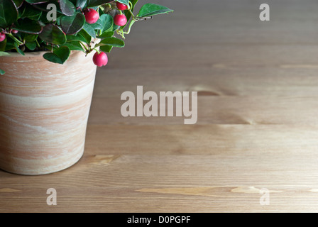 Gaultheria pianta in vaso sul tavolo di legno Foto Stock