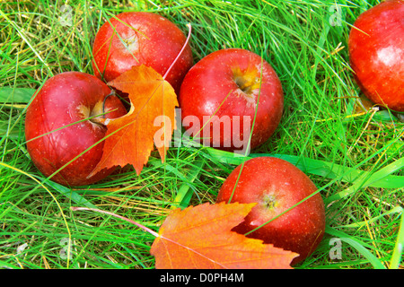 Diminuite le mele rosse in erba verde. Foto Stock