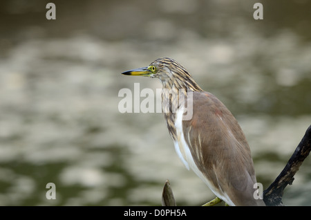 Bella Iavan Pond Heron (Ardeola speciosa) cerca di pesce in mare Foto Stock