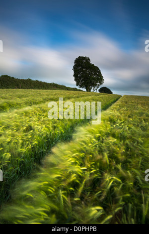 Un campo di orzo, nr peluche, Dorset, England, Regno Unito Foto Stock