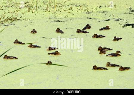 Gruppo di bella sibilo minore anatra (Dendrocygna javanica) in appoggio sull'acqua Foto Stock