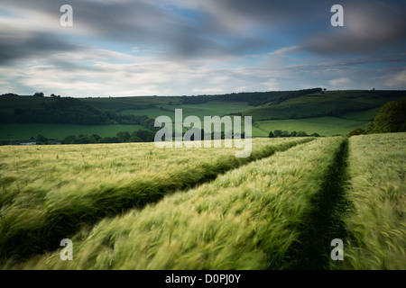 Un campo di orzo, nr peluche, Dorset, England, Regno Unito Foto Stock