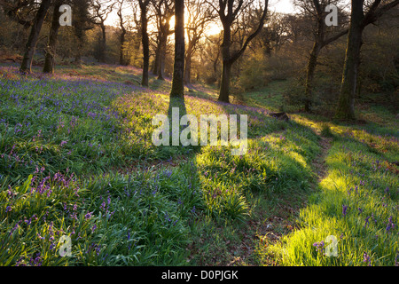 Bluebell boschi, Dorset, England, Regno Unito Foto Stock