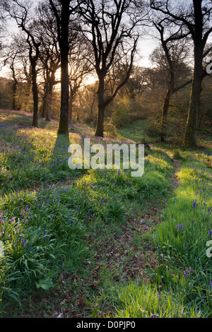 Bluebell boschi, Dorset, England, Regno Unito Foto Stock