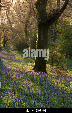 Bluebell boschi, Dorset, England, Regno Unito Foto Stock