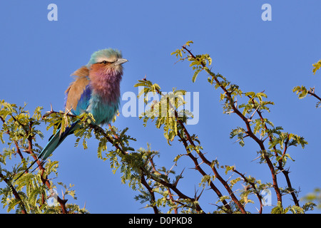 Lilla-breasted rullo (Coracias caudata), appollaiato su un ramoscello, Kgalagadi Parco transfrontaliero, Northern Cape, Sud Africa e Africa Foto Stock