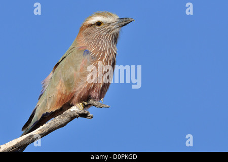 Lilla-breasted rullo (Coracias caudata), appollaiato sul ramo, Kgalagadi Parco transfrontaliero, Northern Cape, Sud Africa e Africa Foto Stock