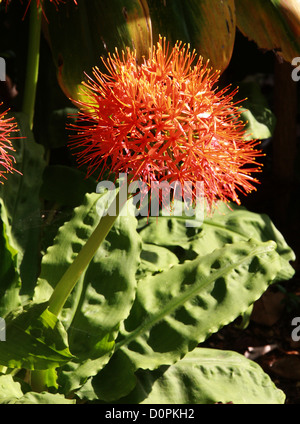 Sangue africano Lily, Haemanthus katherinae, Amaryllidaceae. Sud Africa. Foto Stock