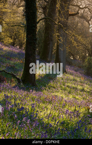 Bluebell boschi, Dorset, England, Regno Unito Foto Stock