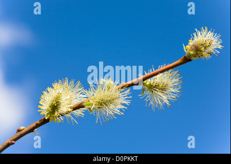 La molla willow twig sul cielo blu sullo sfondo Foto Stock