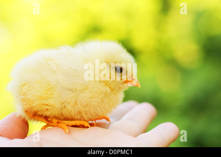 Funny chick a portata di mano Foto Stock