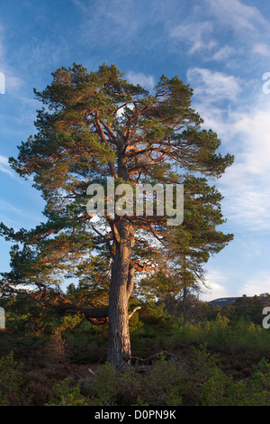 Un Caledonian Pine Tree nella foresta Rothiemurchus, Cairngorms National Park, Scotland, Regno Unito Foto Stock