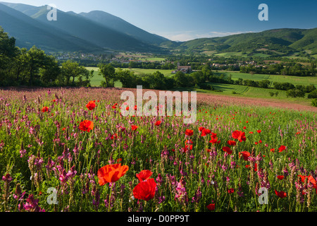 Poppies in Valnerina vicino a campi, Parco Nazionale dei Monti Sibillini, Umbria, Italia Foto Stock