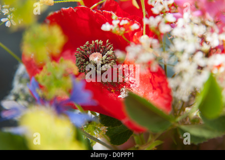 Fiori Selvatici in Valnerina nr Campi, Parco Nazionale dei Monti Sibillini, Umbria, Italia Foto Stock