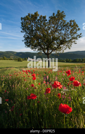 Poppies in Valnerina vicino a campi, Parco Nazionale dei Monti Sibillini, Umbria, Italia Foto Stock