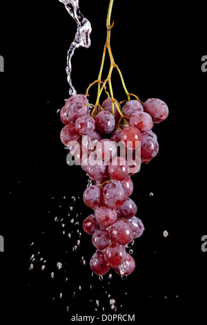 Uva con gocce d'acqua isolato su nero Foto Stock