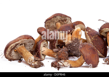 Xerocomus badius funghi isolati su bianco Foto Stock