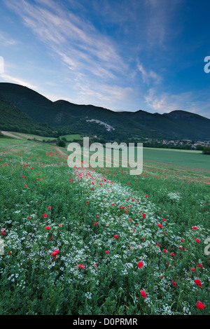 Poppies in Valnerina vicino a campi, Parco Nazionale dei Monti Sibillini, Umbria, Italia Foto Stock