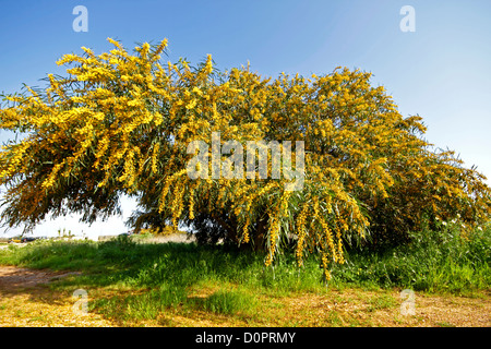 Fioritura mimosa tree nei campi dal Portogallo in primavera Foto Stock