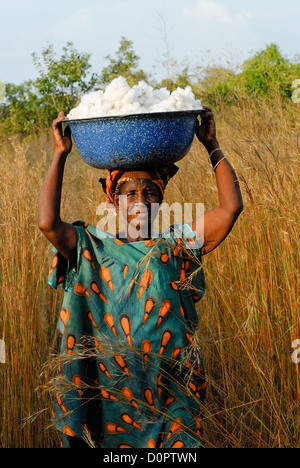 Africa Mali Bougouni, donna harvest biologico e del commercio equo e solidale in azienda certificata Foto Stock