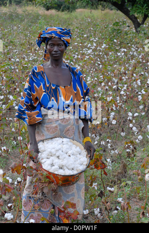 Africa Mali Bougouni, donna harvest biologico e del commercio equo e solidale in azienda certificata Foto Stock