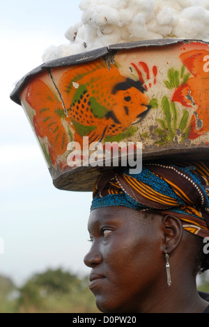 Africa Mali Bougouni, donna harvest biologico e del commercio equo e solidale in azienda certificata Foto Stock