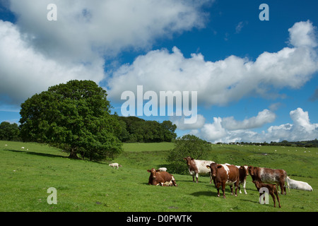 Bovini in un campo nei pressi di Dorset Gap, Dorset, England, Regno Unito Foto Stock