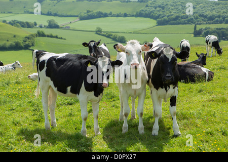 Bovini in un campo nei pressi di Dorset Gap, Dorset, England, Regno Unito Foto Stock