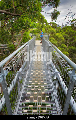 Famosa Passeggiata Tree Top in Walpole-Nornalup Parco Nazionale. Foto Stock