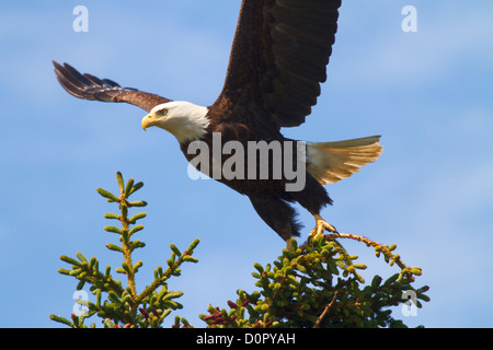 Aquila Calva, il Parco Nazionale del Lago Clark, Alaska. Foto Stock