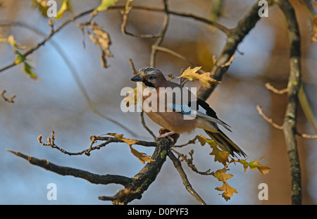 Jay sat in quercia Foto Stock