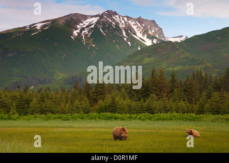 Un marrone o Orso grizzly orologi cinghiale scrofa durante la stagione di accoppiamento, il Parco Nazionale del Lago Clark, Alaska. Foto Stock