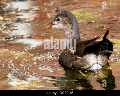 Comune (Moorhen Gallinula chloropus) nuotare in un fossato con riflessioni da muratura in mattoni di una vecchia magione Foto Stock