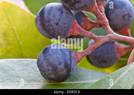 I semi maturi di Red Bay tree "Laurus borbonia ' Foto Stock