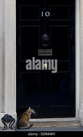 Larry di Downing Street cat si trova al di fuori del numero 10 di Downing Street, Londra, Regno Unito, 29 novembre 2012. Foto Stock